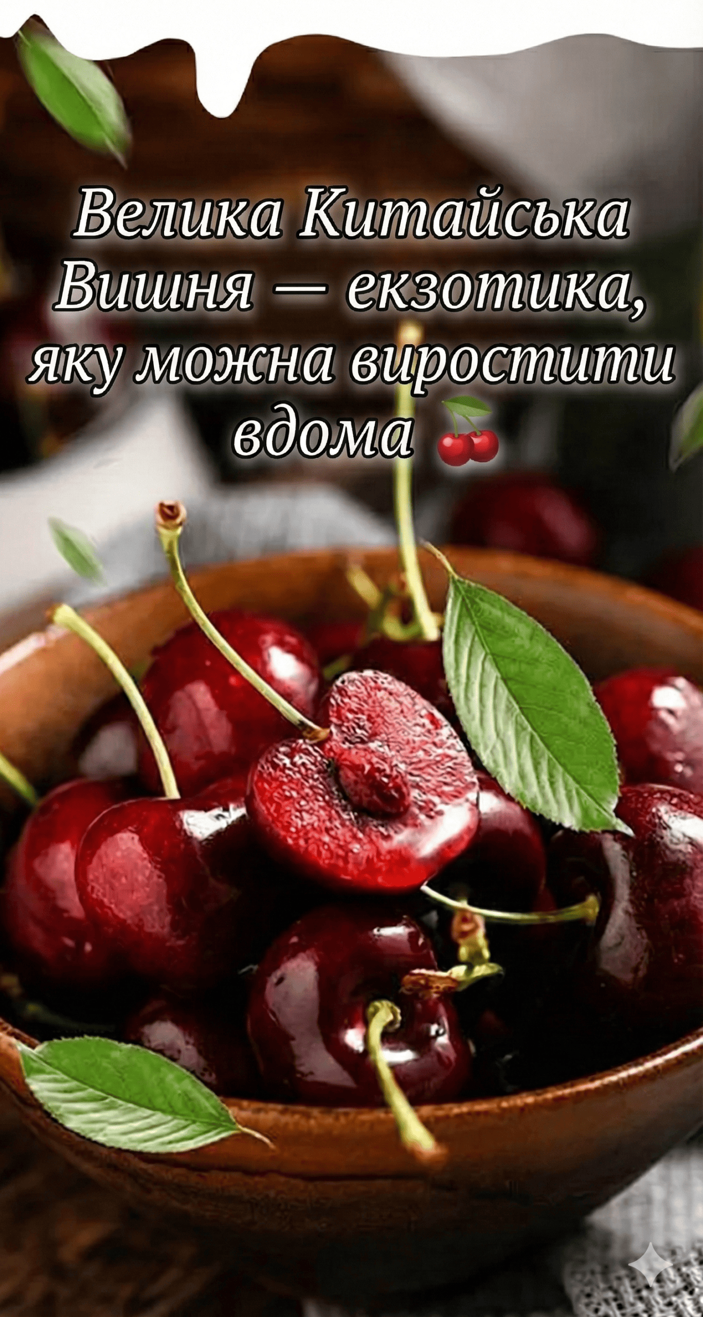 Велика Китайська Вишня — екзотика, яку можна виростити вдома