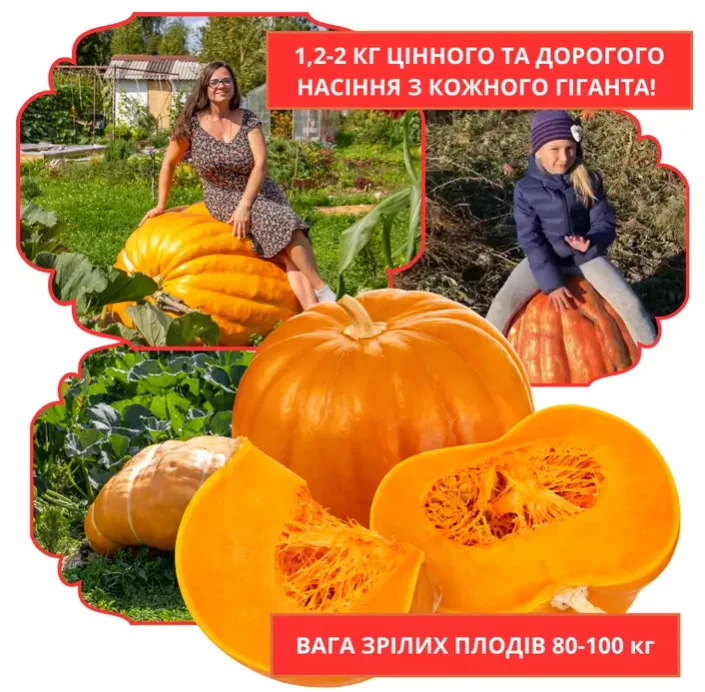 Елітний сорт гарбуза «Шербі гігант»